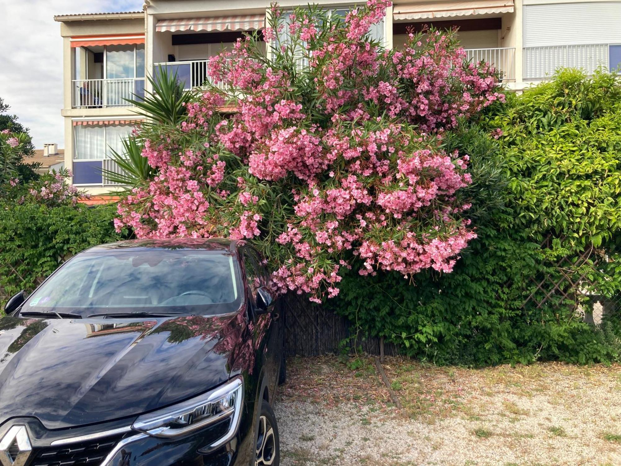 Appartement Marius Le Grau-du-Roi Buitenkant foto